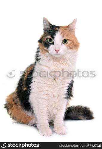 tricolor cat in front of white background