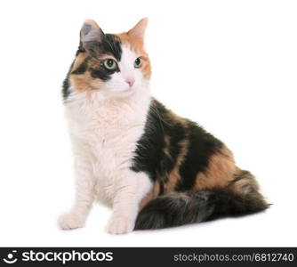 tricolor cat in front of white background