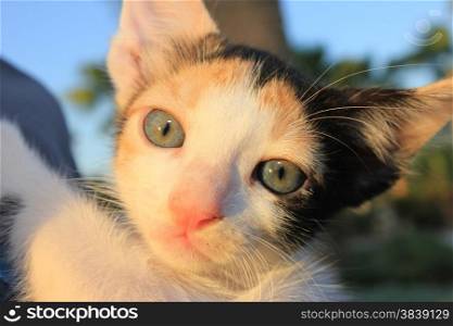 Tricolor domestic kitten. Head of kitten. Cute kitten cat.