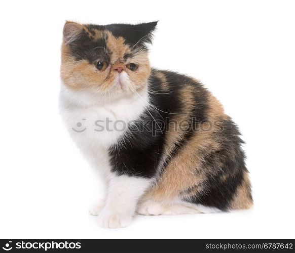 tricolor exotic shorthair cat in front of white background