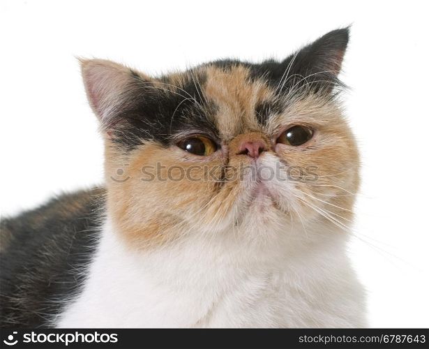 tricolor exotic shorthair cat in front of white background