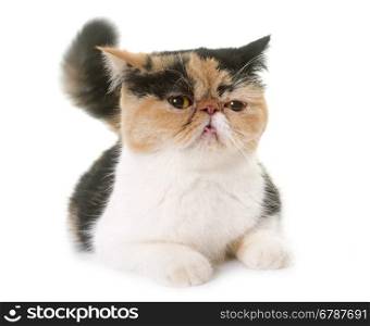 tricolor exotic shorthair cat in heat in front of white background