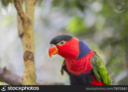 tricolor parrot, Lorius lory perched on a stick