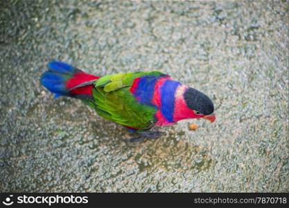tricolor parrot, Lorius lory perched on a stick