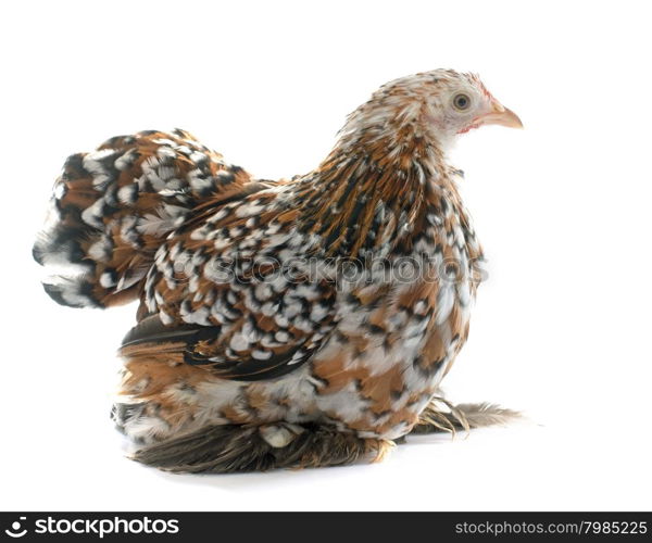 tricolor Pekin chicken in front of white background