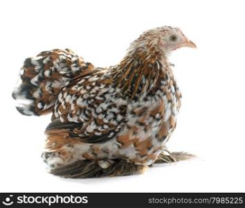 tricolor Pekin chicken in front of white background