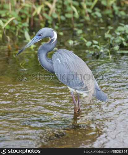 Tricolored Heron Feeding In Florida Wetland