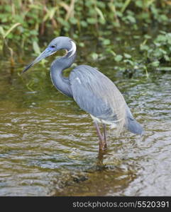 Tricolored Heron Feeding In Florida Wetland