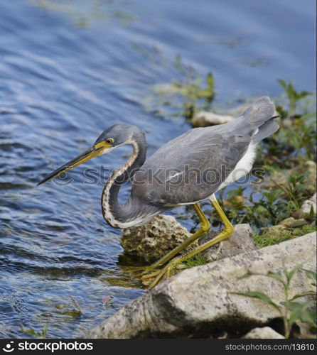 Tricolored Heron In Florida Wetland