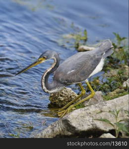 Tricolored Heron In Florida Wetland