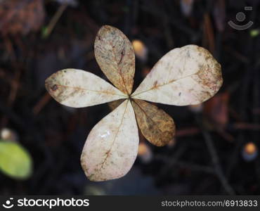 Trientalis europaea in the forest