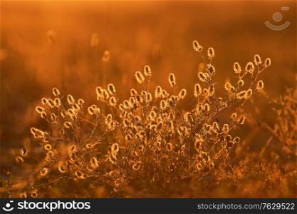 Trifolium Arvense Silhouetted and Sunset Light in Summer