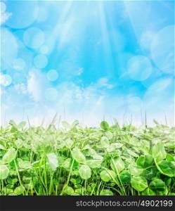 Trifolium field over blue sky with sun ray and bokeh, close up, nature background