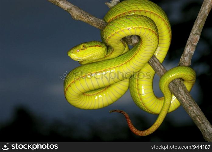 Trimeresurus species. a species of arboreal pit viper. Assam/Arunachal Prades.India