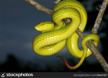 Trimeresurus species. a species of arboreal pit viper. Assam/Arunachal Prades.India