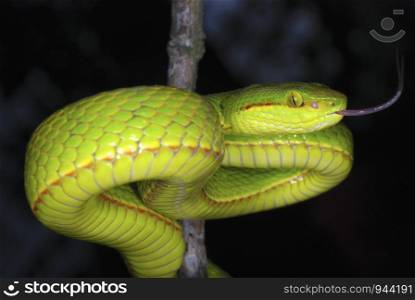 Trimeresurus species. a species of arboreal pit viper. Assam/Arunachal Prades. India