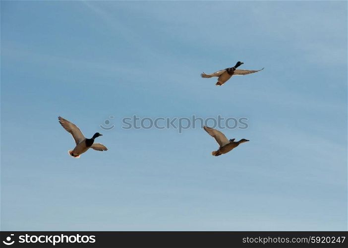 Trio of flying mallard ducks