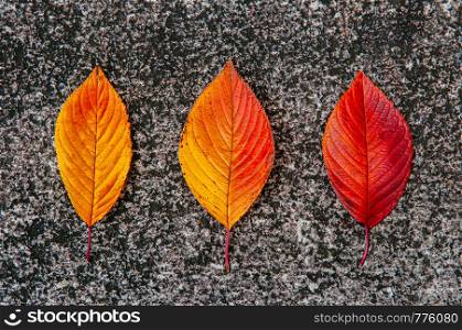Triple Colour changing red yellow autumn Sakura cherry leaves with vein detail on grey granite stone background - colourful season change concept wallpaper