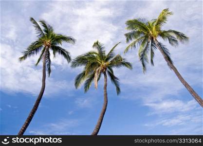 Triplet of palm trees leaning into the center with blue sky