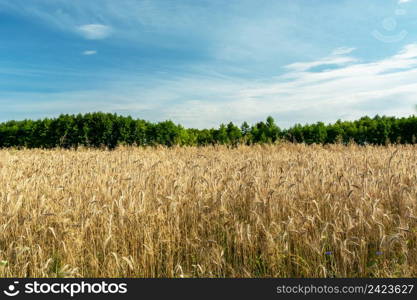 Triticale field and green trees, clouds on the sky, Zarzecze, Lubelskie, Poland