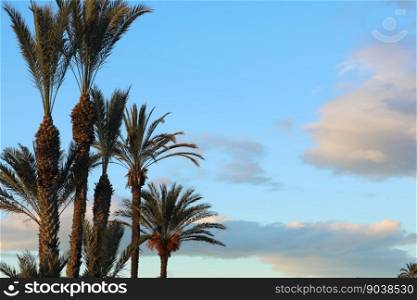 Troπcal palm trees against blue sky and white fluffy clouds abstract background. Summer vacation and nature travel adventure concept.. Troπcal palm trees against blue sky and white fluffy clouds abstract background. Summer vacation and nature travel adventure concept