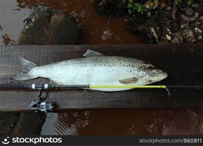 trophy catch big salmon fish with fishing rod close to