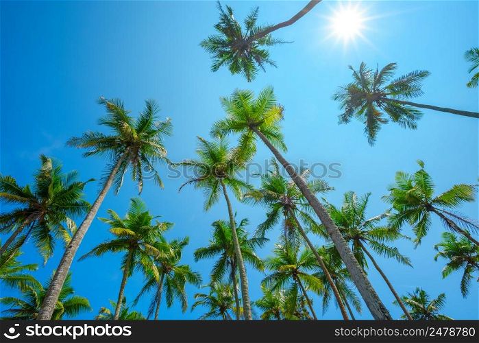 Tropic palm trees on a beach with shining sun and clean blue sky