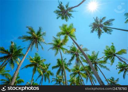 Tropic palm trees on a beach with shining sun and clean blue sky