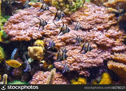 tropical aquarium with Pterapogon kauderni fish and sponges