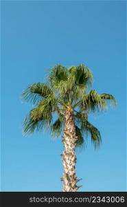 Tropical background of palm trees against blue sky.