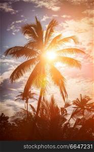 Tropical background - palm on sunset. Lens flare and light leak. Palm on sunset