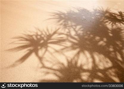 Tropical background with palm trees and wet sand