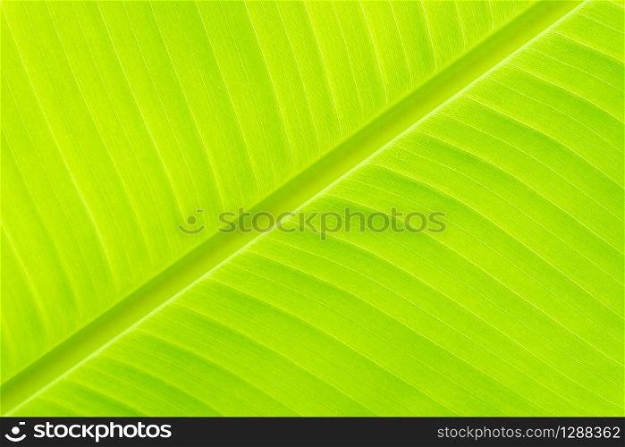 Tropical banana leaf natural green background. Abstract Green banana leaves