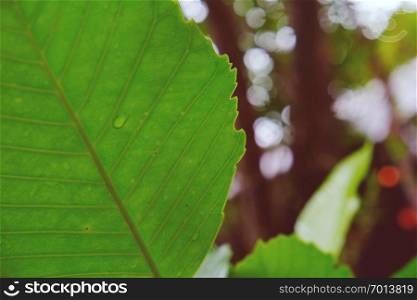 tropical banana leaf texture nature green background