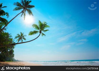 Tropical beach. Coconut palm trees on empty island resort beach.