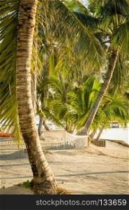 Tropical Beach Hammock. White hammock hanging in palmtrees on tropical beach