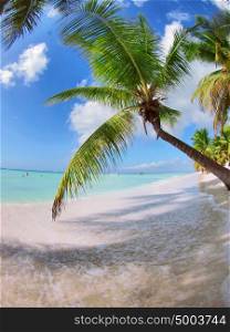 tropical beach in Dominican republic. Caribbean sea