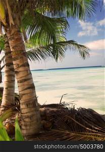 tropical beach in Dominican republic. Caribbean sea