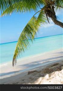 tropical beach in Dominicana. caribbean sea