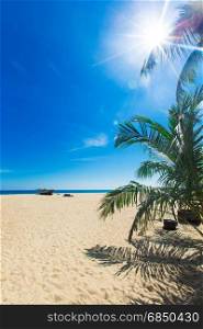 tropical beach in palm trees and blue lagoon