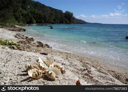 Tropical beach, pacific ocean and white shells