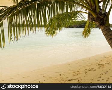 Tropical beach scene with palm tree, sandy beach and clear water