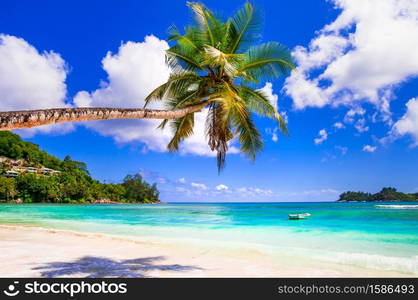 Tropical beach scenery - palm tree over turquoise sea. Seychelles, Praslin island