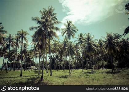 Tropical beach summer background with palm trees with vintage effect.
