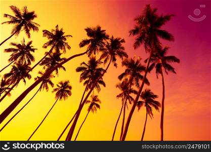 Tropical beach sunset with coconut palm trees silhouettes