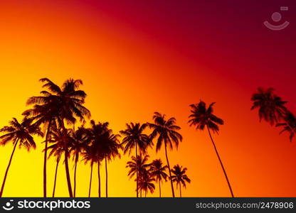 Tropical beach sunset with coconut palm trees silhouettes and sky as copy space