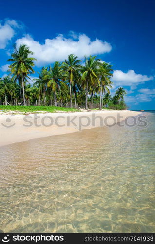 tropical beach with palm trees and blue lagoon