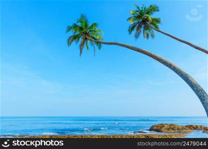 Tropical beach with palm trees hanging over the water at clear hot summer day with copy space