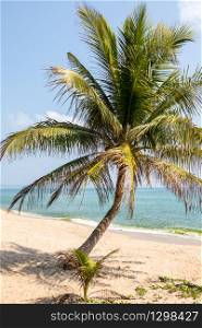 Tropical beach with palm trees in Chumphon, Thailand