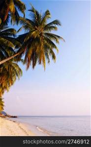 Tropical beach with palm trees, Koh Samui island, Thailand